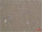 Heat Shock Protein Family A (Hsp70) Member 8 antibody, STJ97375, St John