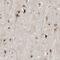 Cell Division Cycle 5 Like antibody, NBP1-85719, Novus Biologicals, Immunohistochemistry paraffin image 