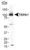 Transient Receptor Potential Cation Channel Subfamily A Member 1 antibody, PA1-46159, Invitrogen Antibodies, Western Blot image 