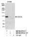 Cell Division Cycle 5 Like antibody, NB100-87013, Novus Biologicals, Western Blot image 