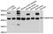  antibody, PA5-76539, Invitrogen Antibodies, Western Blot image 