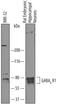 Gamma-Aminobutyric Acid Type B Receptor Subunit 1 antibody, AF7000, R&D Systems, Western Blot image 