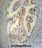 Stanniocalcin 2 antibody, abx027961, Abbexa, Immunohistochemistry paraffin image 