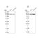 RNA Binding Motif Protein 12 antibody, NBP2-13207, Novus Biologicals, Western Blot image 