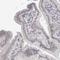 G Protein Nucleolar 2 antibody, NBP1-81649, Novus Biologicals, Immunohistochemistry frozen image 