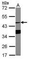 Asialoglycoprotein Receptor 1 antibody, PA5-32030, Invitrogen Antibodies, Western Blot image 