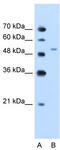 Nampt antibody, TA346417, Origene, Western Blot image 