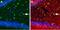 Potassium Voltage-Gated Channel Subfamily Q Member 5 antibody, GTX54793, GeneTex, Western Blot image 