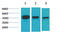 Mitogen-Activated Protein Kinase Kinase 2 antibody, STJ97451, St John
