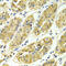 Rho GTPase Activating Protein 25 antibody, 14-326, ProSci, Immunohistochemistry frozen image 