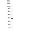 Calbindin 2 antibody, R30185, NSJ Bioreagents, Western Blot image 
