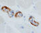 Natriuretic Peptide B antibody, MAB36041, R&D Systems, Immunohistochemistry frozen image 