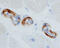 Natriuretic peptides B antibody, MAB36041, R&D Systems, Immunohistochemistry frozen image 