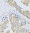 ADP Ribosylation Factor GTPase Activating Protein 3 antibody, FNab00538, FineTest, Immunohistochemistry frozen image 