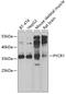 Pyrroline-5-Carboxylate Reductase 1 antibody, GTX33447, GeneTex, Western Blot image 