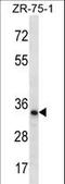 TLC Domain Containing 2 antibody, LS-C161905, Lifespan Biosciences, Western Blot image 