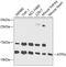 ATPM antibody, 19-147, ProSci, Western Blot image 