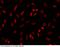Goosecoid Homeobox antibody, 100505-T38, Sino Biological, Immunohistochemistry paraffin image 