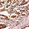 Mitogen-Activated Protein Kinase Binding Protein 1 antibody, LS-C668493, Lifespan Biosciences, Immunohistochemistry paraffin image 