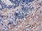 Phosphodiesterase 2A antibody, MA5-25409, Invitrogen Antibodies, Immunohistochemistry frozen image 