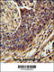 Zinc Finger SWIM-Type Containing 1 antibody, 55-281, ProSci, Immunohistochemistry frozen image 