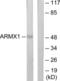 Armadillo Repeat Containing X-Linked 1 antibody, LS-C119295, Lifespan Biosciences, Western Blot image 