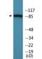 Neurotrophic Receptor Tyrosine Kinase 1 antibody, LS-C291651, Lifespan Biosciences, Western Blot image 