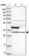 Family With Sequence Similarity 189 Member A2 antibody, PA5-56135, Invitrogen Antibodies, Western Blot image 