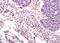 Toll Like Receptor 7 antibody, orb100357, Biorbyt, Immunohistochemistry paraffin image 