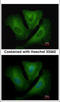 Major Histocompatibility Complex, Class II, DR Beta 3 antibody, TA308897, Origene, Immunofluorescence image 