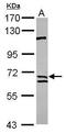 Calpain 9 antibody, GTX115472, GeneTex, Western Blot image 