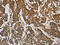 Coronin 1C antibody, CSB-PA581290, Cusabio, Immunohistochemistry frozen image 