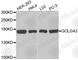 Golgin A3 antibody, A3297, ABclonal Technology, Western Blot image 