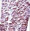 Mitochondrial Ribosomal Protein L33 antibody, LS-C162627, Lifespan Biosciences, Immunohistochemistry frozen image 