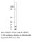 Crystallin Gamma S antibody, BXTL-201AP, FabGennix, Western Blot image 