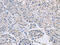 Actin Binding LIM Protein 1 antibody, CSB-PA914946, Cusabio, Immunohistochemistry paraffin image 