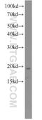 Prefoldin Subunit 2 antibody, 13053-1-AP, Proteintech Group, Western Blot image 