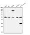 Vacuolar Protein Sorting 4 Homolog A antibody, A03216-1, Boster Biological Technology, Western Blot image 
