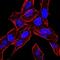 Bone Morphogenetic Protein 4 antibody, NBP2-52423, Novus Biologicals, Immunocytochemistry image 