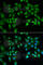Flotillin 2 antibody, A6590, ABclonal Technology, Immunofluorescence image 