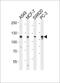 Glucosidase Alpha, Acid antibody, PA5-71724, Invitrogen Antibodies, Western Blot image 