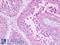 G Protein-Coupled Receptor 22 antibody, LS-A112, Lifespan Biosciences, Immunohistochemistry paraffin image 