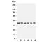 PDZ Binding Kinase antibody, R31429, NSJ Bioreagents, Western Blot image 