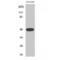 Synaptotagmin 11 antibody, LS-C386246, Lifespan Biosciences, Western Blot image 
