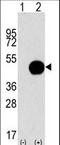 Autophagy Related 4B Cysteine Peptidase antibody, LS-C156588, Lifespan Biosciences, Western Blot image 