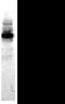 Cadherin 1 antibody, MA1-06300, Invitrogen Antibodies, Western Blot image 