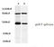 Neutrophil Cytosolic Factor 1 antibody, AP01461PU-N, Origene, Western Blot image 