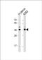 Olfactory Receptor Family 52 Subfamily H Member 1 antibody, PA5-71891, Invitrogen Antibodies, Western Blot image 