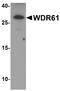 WD Repeat Domain 61 antibody, A12524, Boster Biological Technology, Western Blot image 