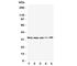 TNF Alpha Induced Protein 8 Like 3 antibody, R31381, NSJ Bioreagents, Western Blot image 